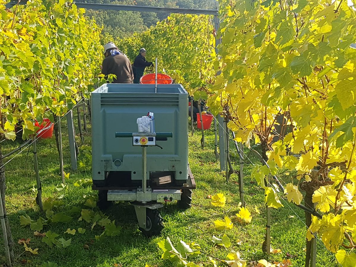 Weinlese in der Fahrgasse.